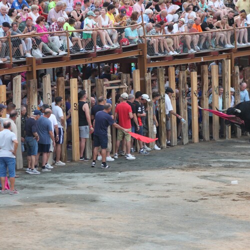 toros 16 agosto 2025 (65)